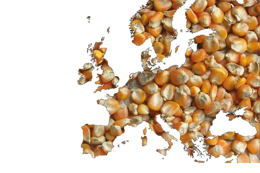 High Levels Of Mycotoxins In Europe All About Feed