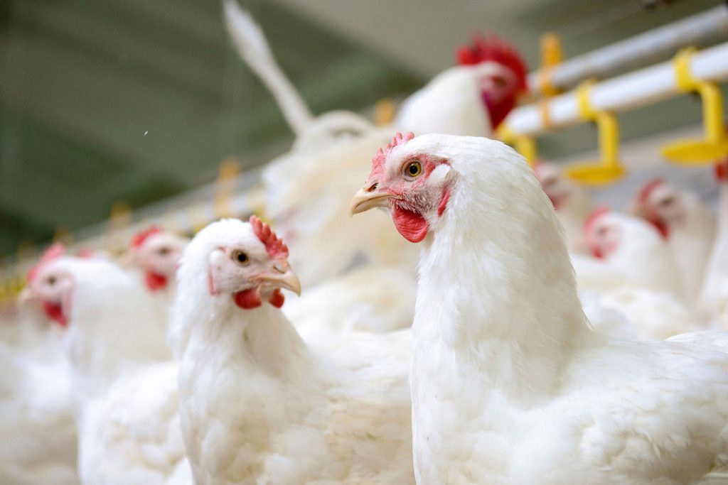 The Effect Of Bile Acids Applied On Broilers All About Feed