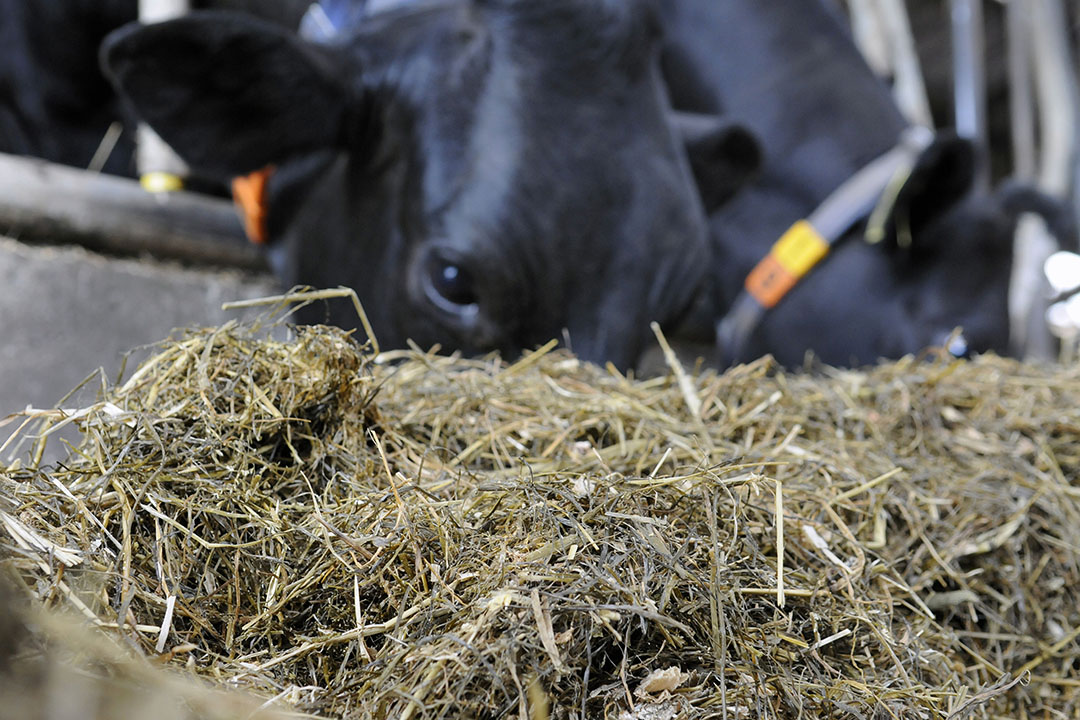 Silage Making Food For Thought All About Feed