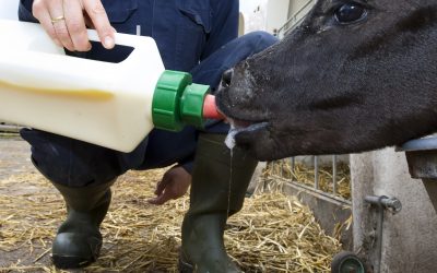 UK to promote right use of colostrum. Photo: Ruud Ploeg