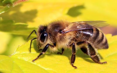 Bee s microbiome changes with age