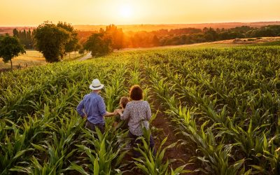 Growth in acreage of organic crop land. Photo: Shutterstock