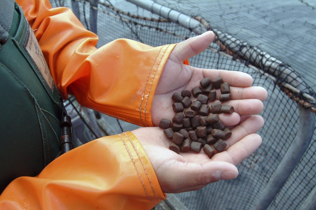 insect-meal-to-the-mix-effect-on-fish-feed-pellets-all-about-feed