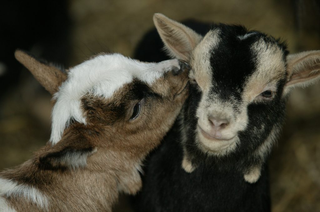 5 keys to colostrum success in baby goats - All About Feed