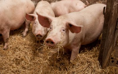 A systematic approach to sustainable pork. Photo: KDV