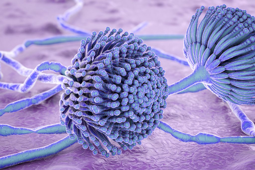 Controlling mycotoxins