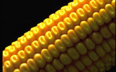 Study: Mapping the maize genome