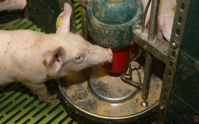 Antibiotics affect piglets’ immune system