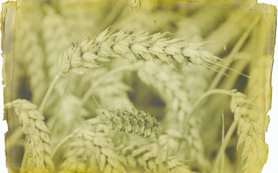 125 years of mycotoxin research