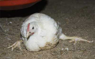 Research: Probiotics reduces lameness in broilers