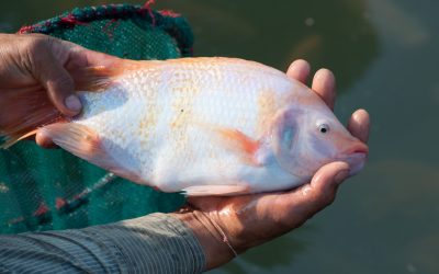 Fish growth by adding reproduction inhibitors. Photo: Dreamstime/Komkrit Muangchan