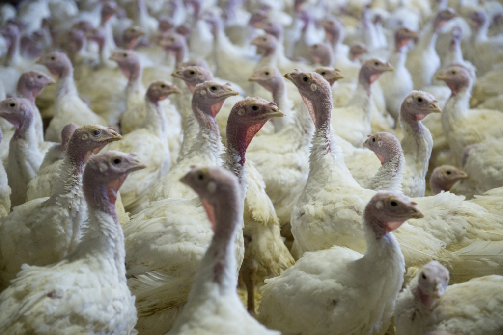 New dietary fat for turkeys - All About Feed