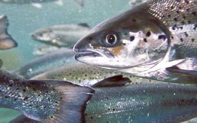 Feed prices turn salmon vegetarian