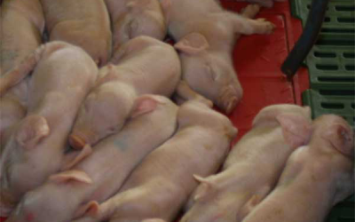 BPEX: How to improve piglet quality