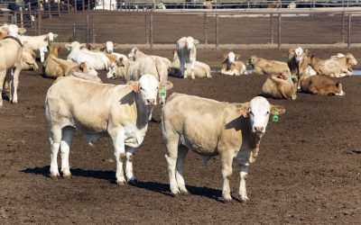 Rabobank: Growth in animal protein markets. Photo: Henk Riswick