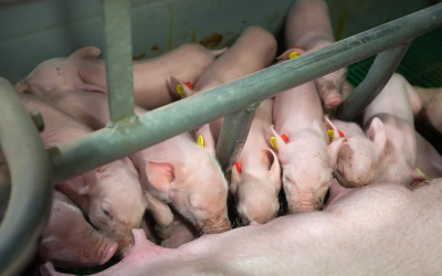 Healthier piglets by tailoring sow’s diet