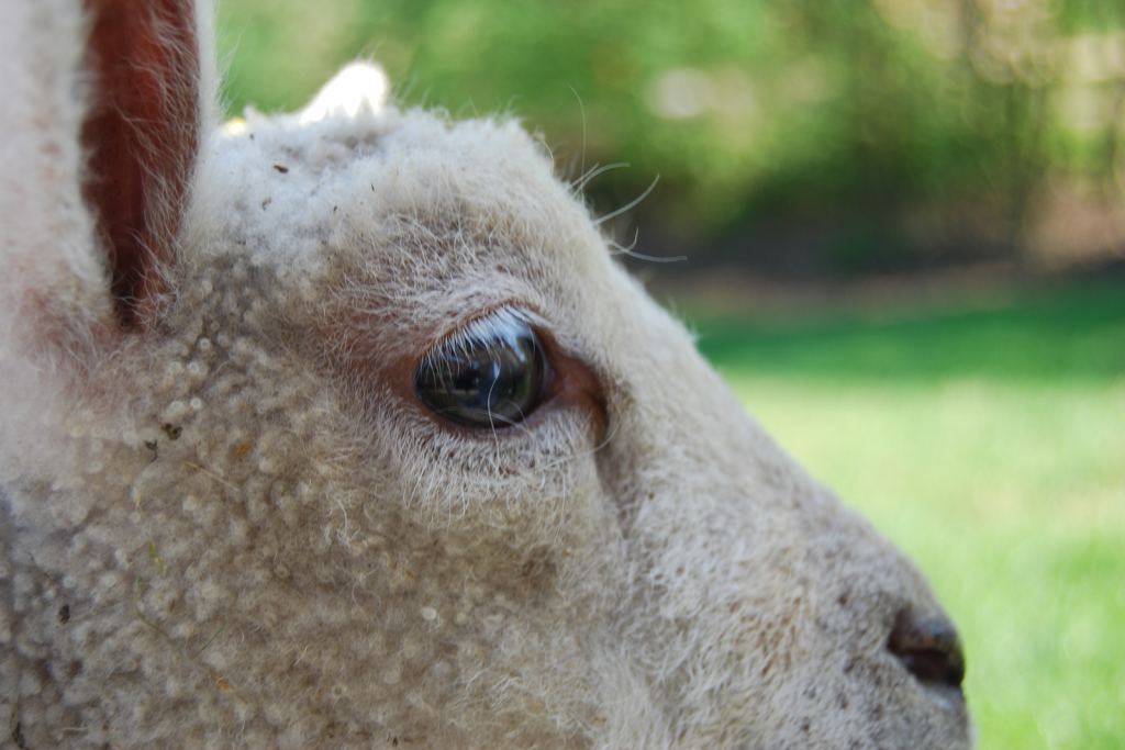 chronic-copper-poisoning-in-sheep-all-about-feed