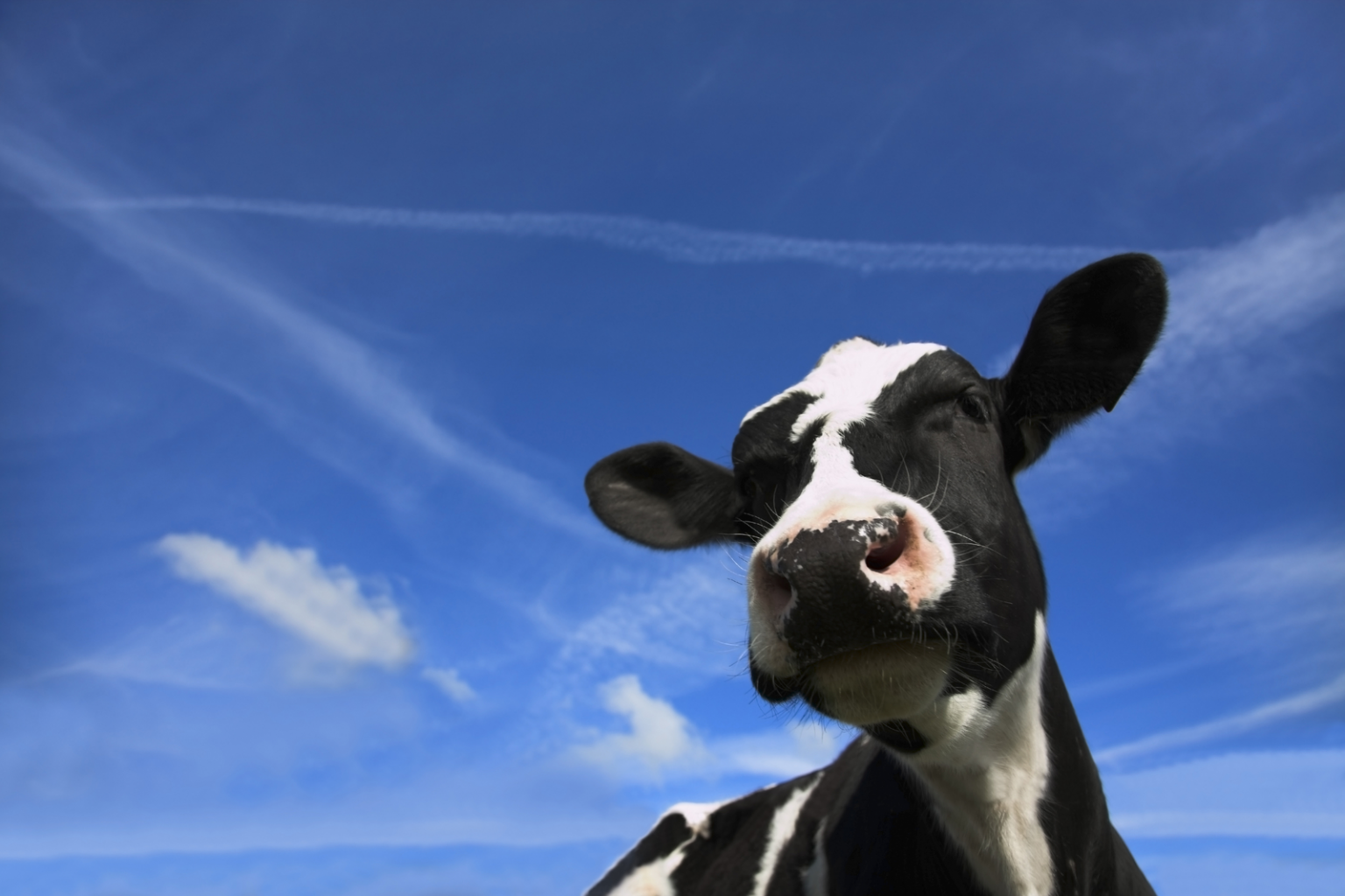 new-additive-to-support-digestive-health-dairy-cows-all-about-feed