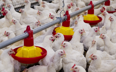 Eliminating antibiotic use in livestock by flicking a ‘switch’