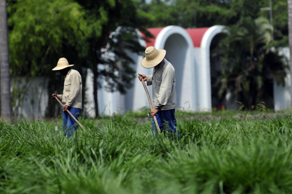 Breeding Tropical Feed Crops With Superior Traits - All About Feed