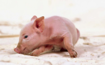 Colostrum and cross-fostering benefit small piglets