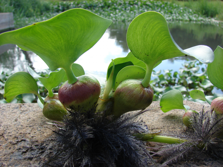 use-of-water-hyacinth-in-fish-feed-all-about-feed