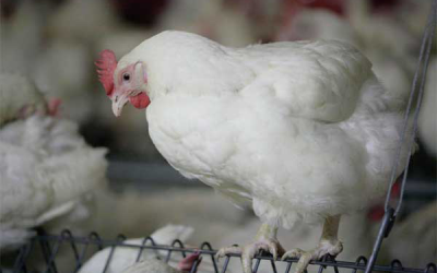 Broilers benefit from low protein diet