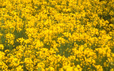 Canada s canola industry gets govt investment