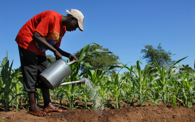 More grain in Africa is possible