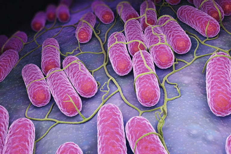 Microbial ecology: Salmonella and the dairy calf - All About Feed