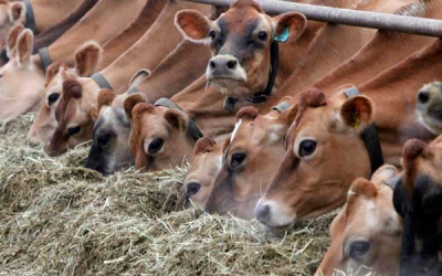 India: Dairy firm builds Asia s largest cattle feed plant