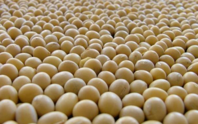 Researchers discover genes resistant to soybean pathogen