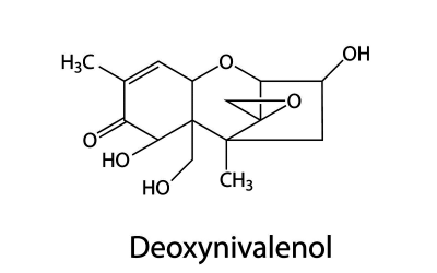 Cow urine as possible biomarker for mycotoxins