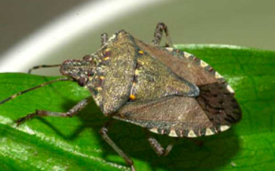 Stink bugs a pest for corn as well as soybeans