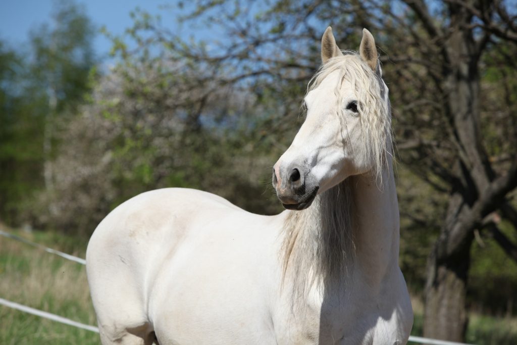 Cinnamon supplementation for horses - All About Feed