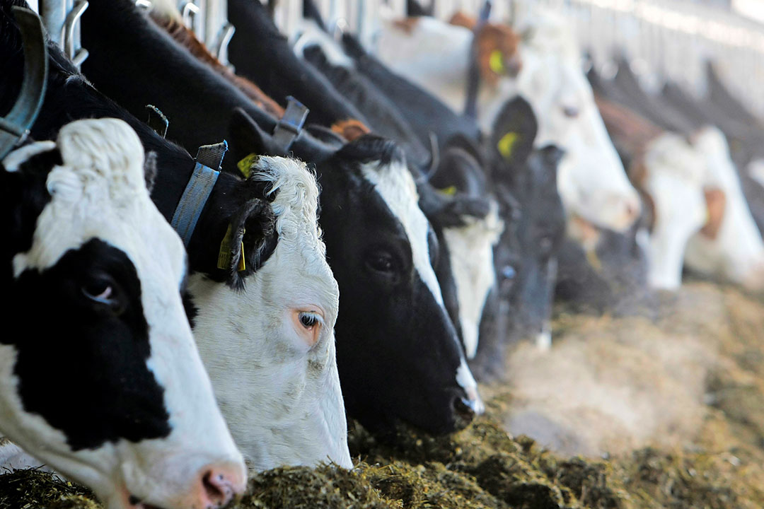 High-forage dairy diets keep cows producing