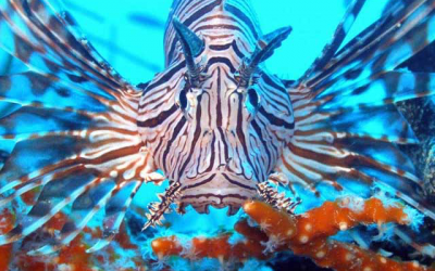 Research: Converting lionfish into aquafeed