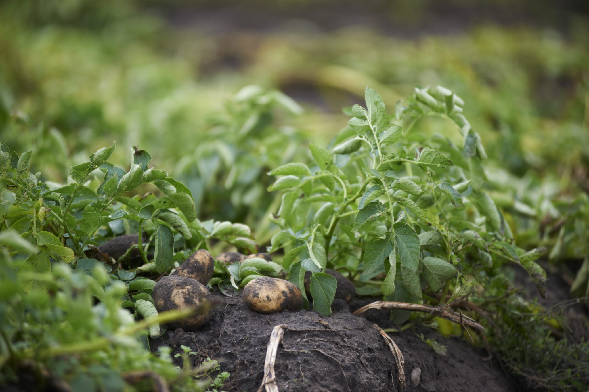 maximising-nitrogen-supply-for-crops-all-about-feed