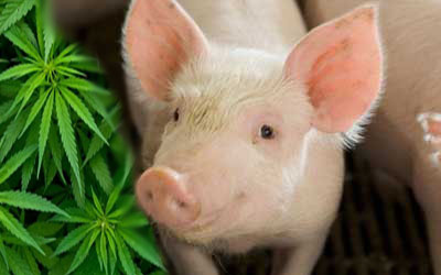 Hemp may help reduce piglet mortality and diarrhoea