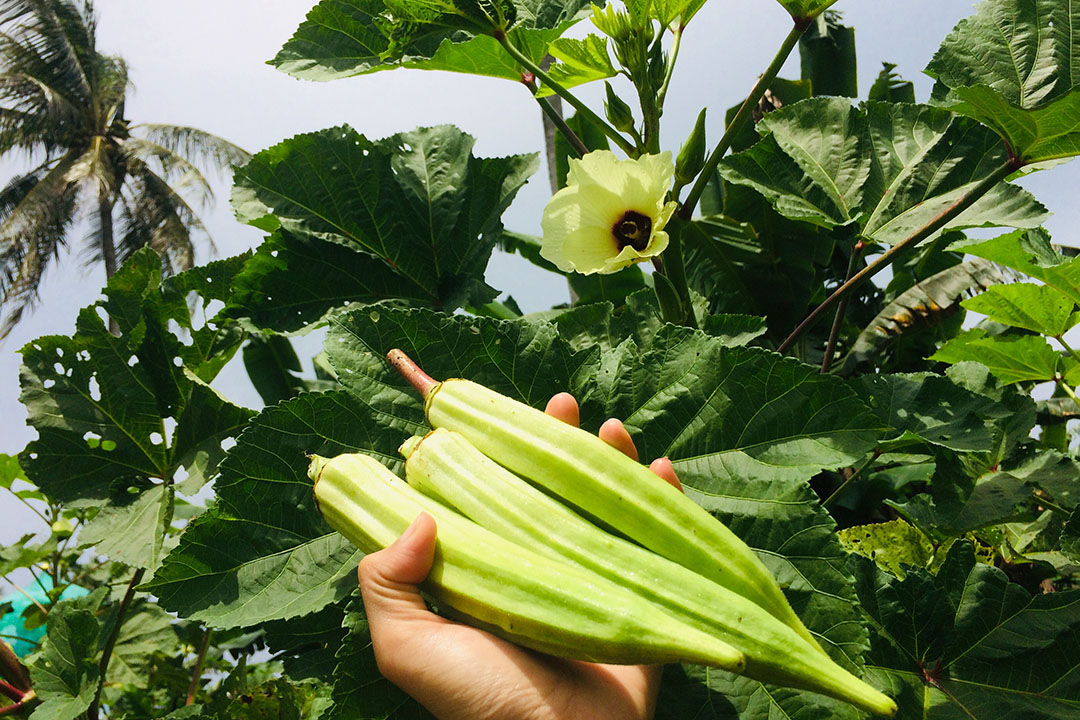 50 Unbelievable Advantages Of Okra For Your Health 2023 Guide