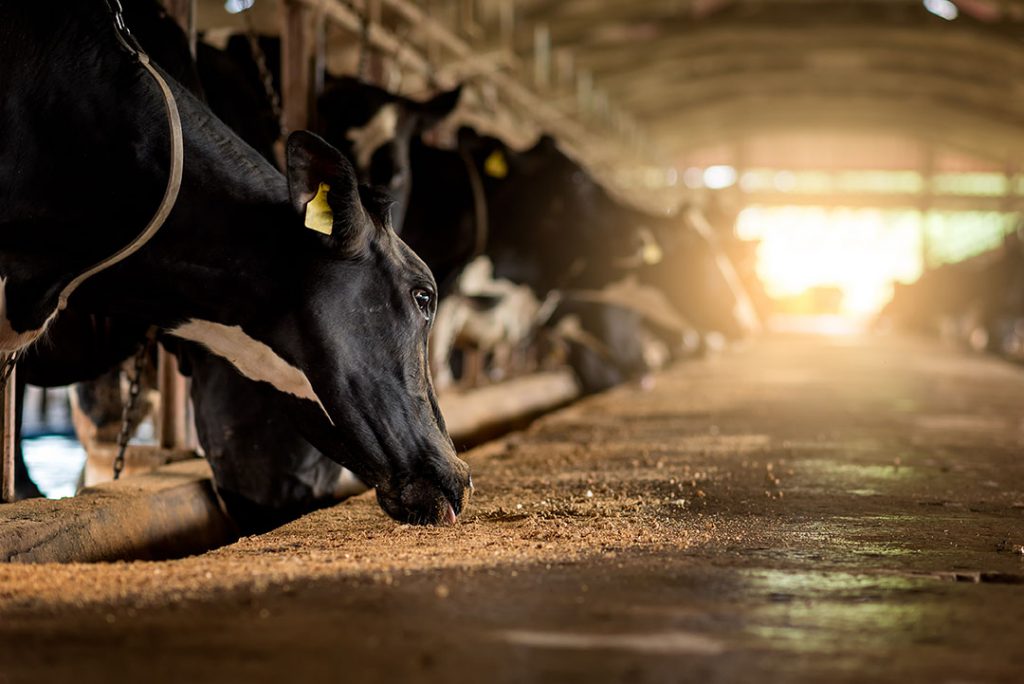 Reducing systemic inflammation in dairy cows - All About Feed