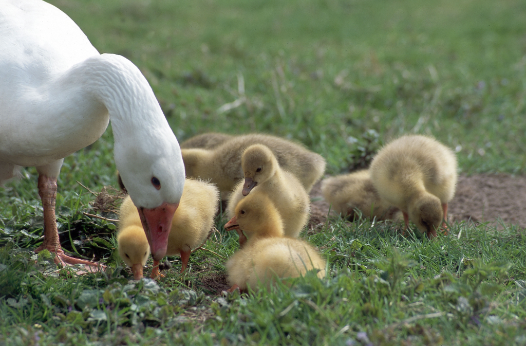 Sequential feeding improves weight gain in geese - All About Feed