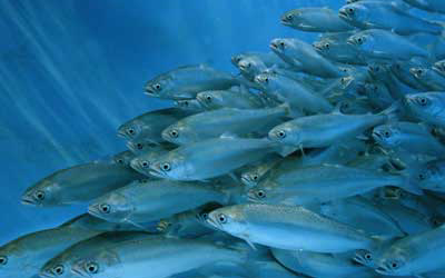 Brazil: Aquaculture giant in the making