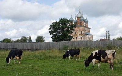 Lack of sunlight is a major problem for the dairy industry in the polar regions. The animals experience severe stress, which affects their mood, disturbs the immune system and impairs fertility, the scientists stated. Photo: Wikimedia