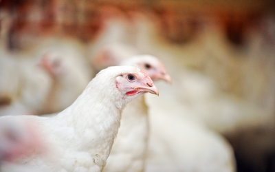 Enyzme combination and microbial tested in broilers