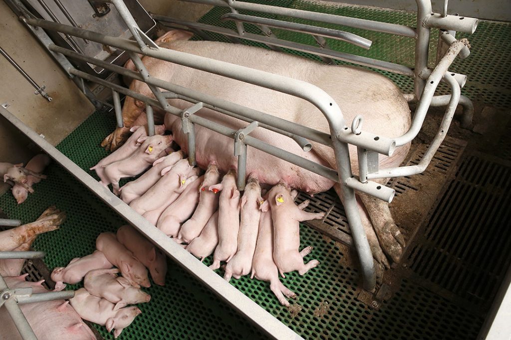 Nutritional strategies for hyperprolific sows - All About Feed