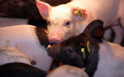 Effect of feed on microbiota balance in piglets