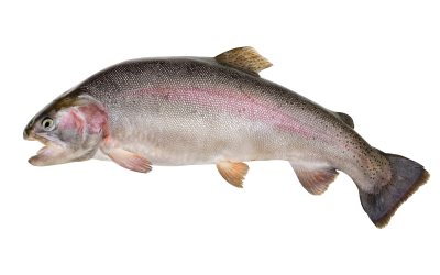 Some of the effects of toxins in rainbow trout feeds include reduced feed intake and growth rates, weight loss, nephrotoxicity and mortality.