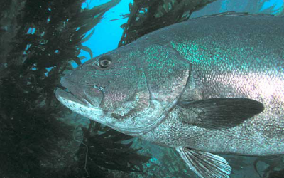 Feed efficiency in the European sea bass