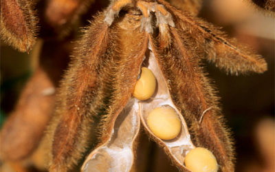 Severe weather makes soybeans more susceptible to disease